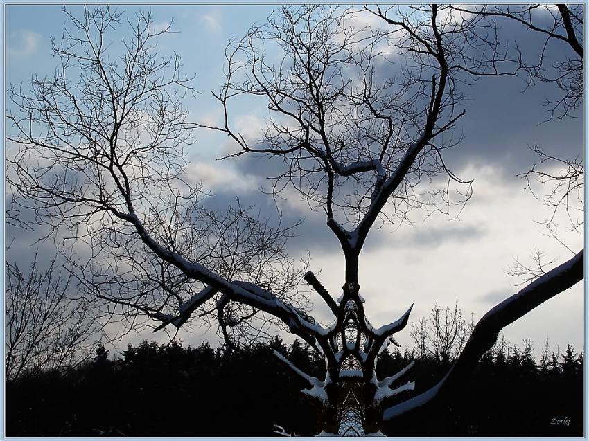 Arbre 2009 2