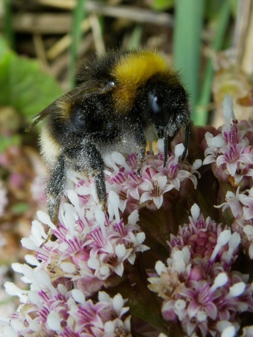 Je prend un bain de pollen.