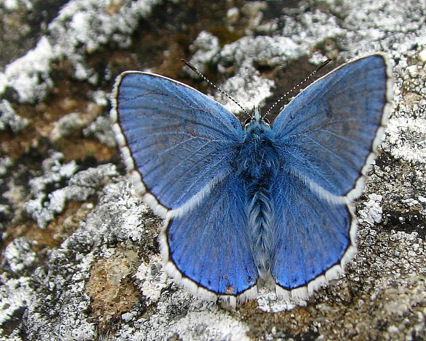 L'argus bleu