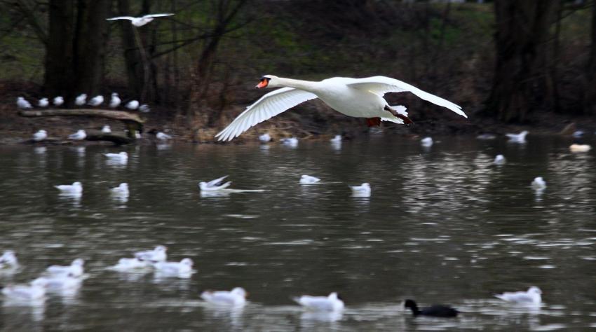 Le vol du cygne (2)