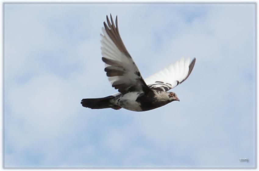Pigeon 2510 4