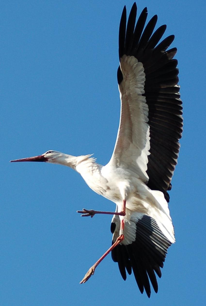 cigogne