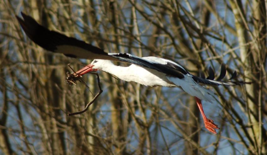 cigogne