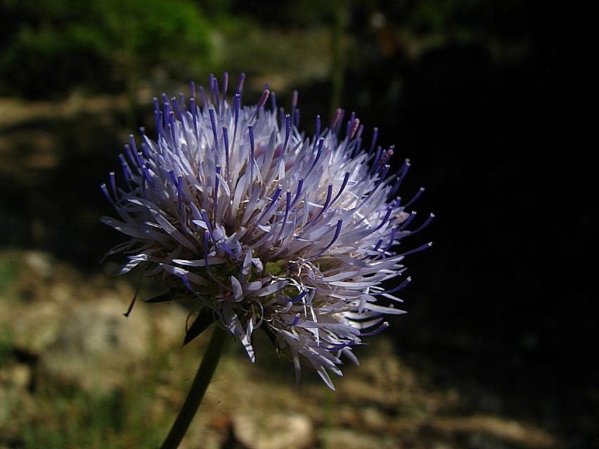 jasione des montagnes