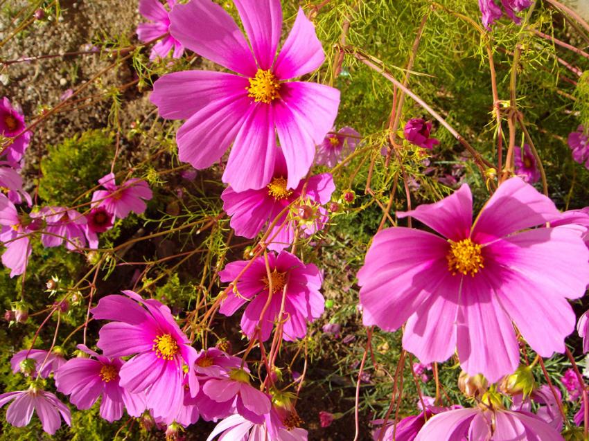 Fleurs roses