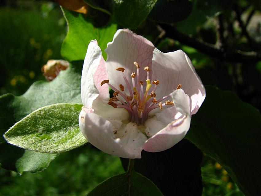 fleur de cognassier 