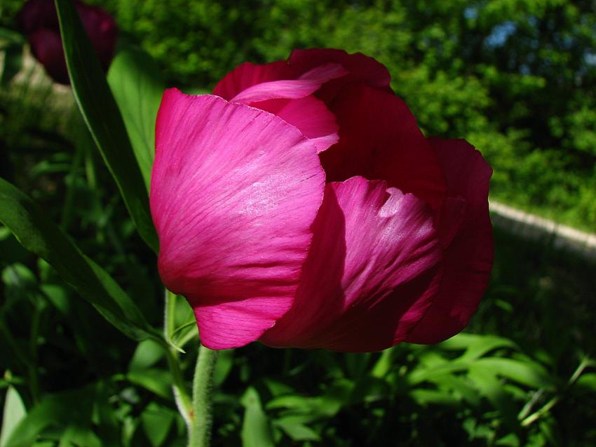 Pivoine