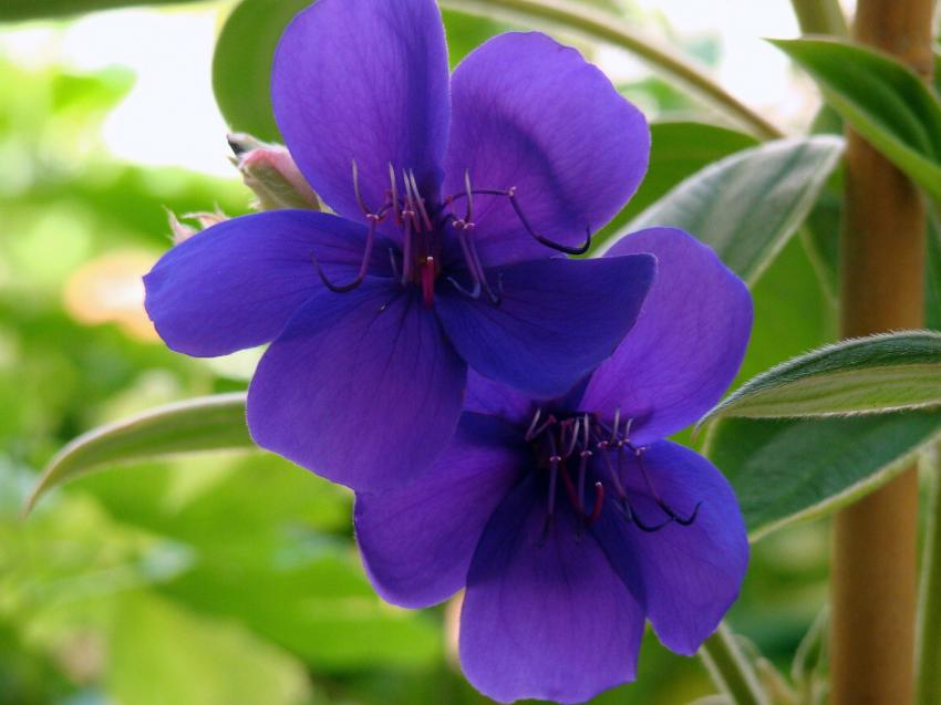 fleeur de begonia geant et de tibouchina