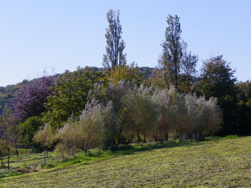 L'automne de toutes les couleurs