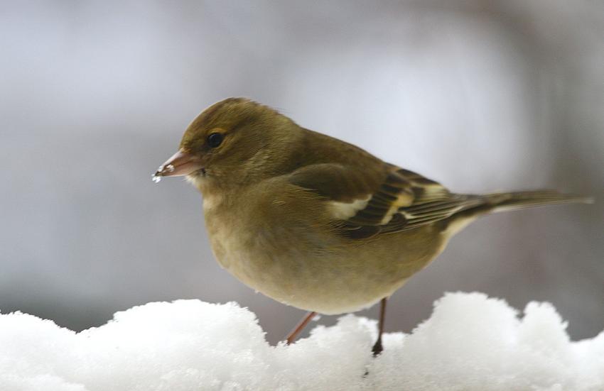 De la neige sur le bec