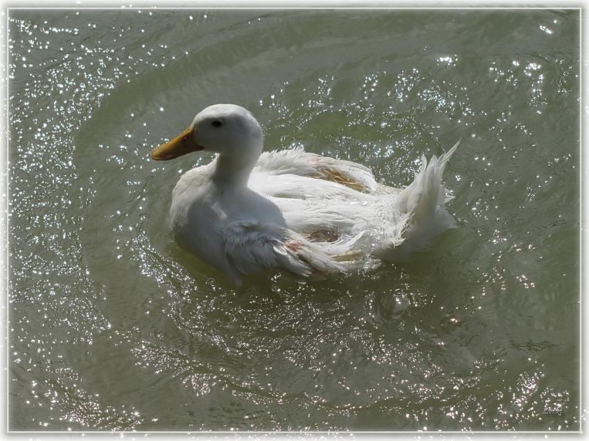 Canard 5710