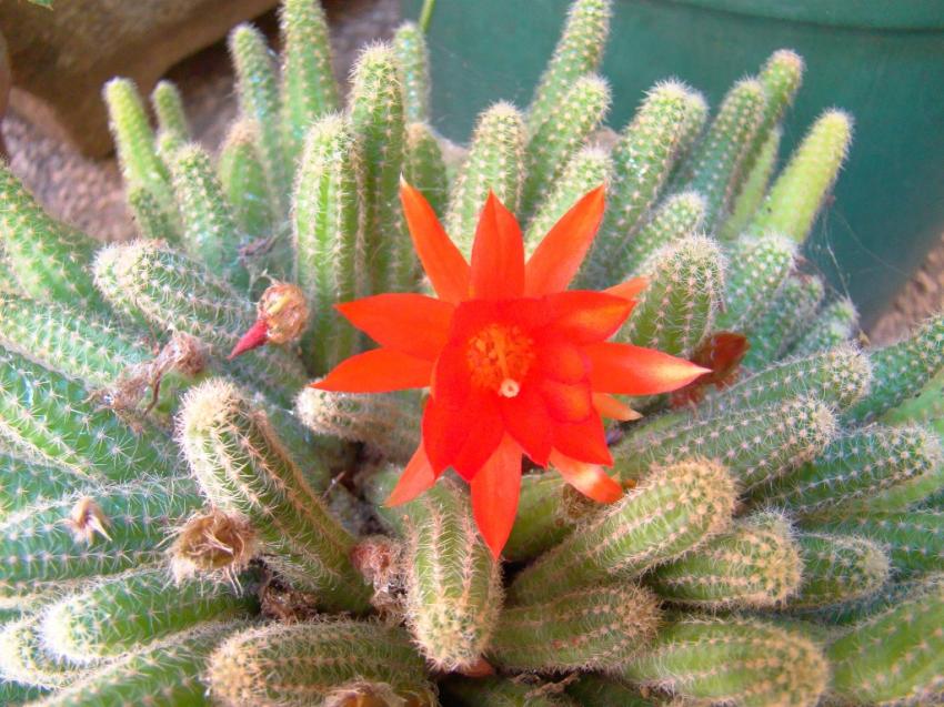 fleur de cactus