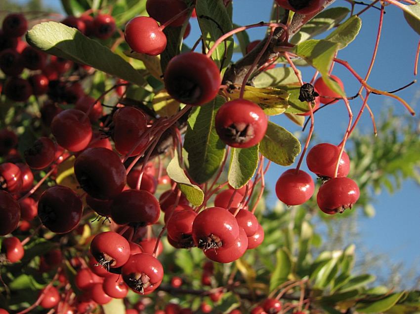 fruits du cotoneastére