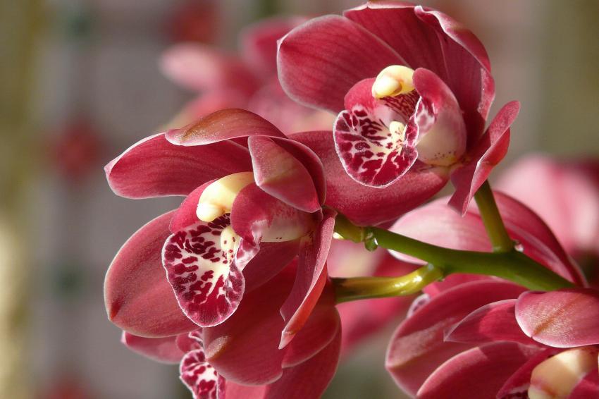 Fleurs de cymbidium