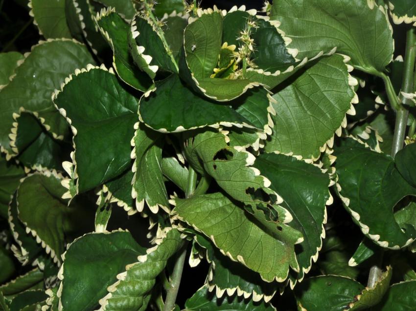 Verdure en dentelle