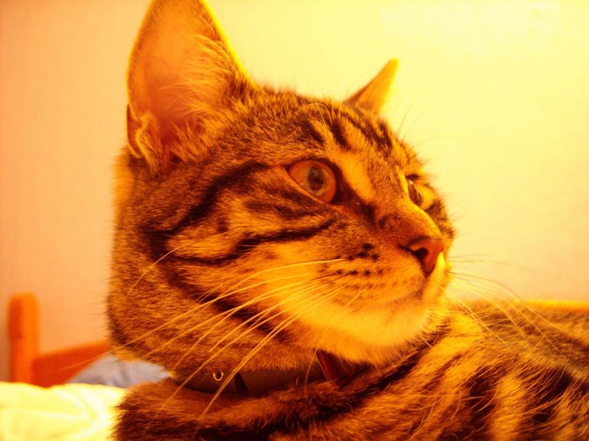 Chat