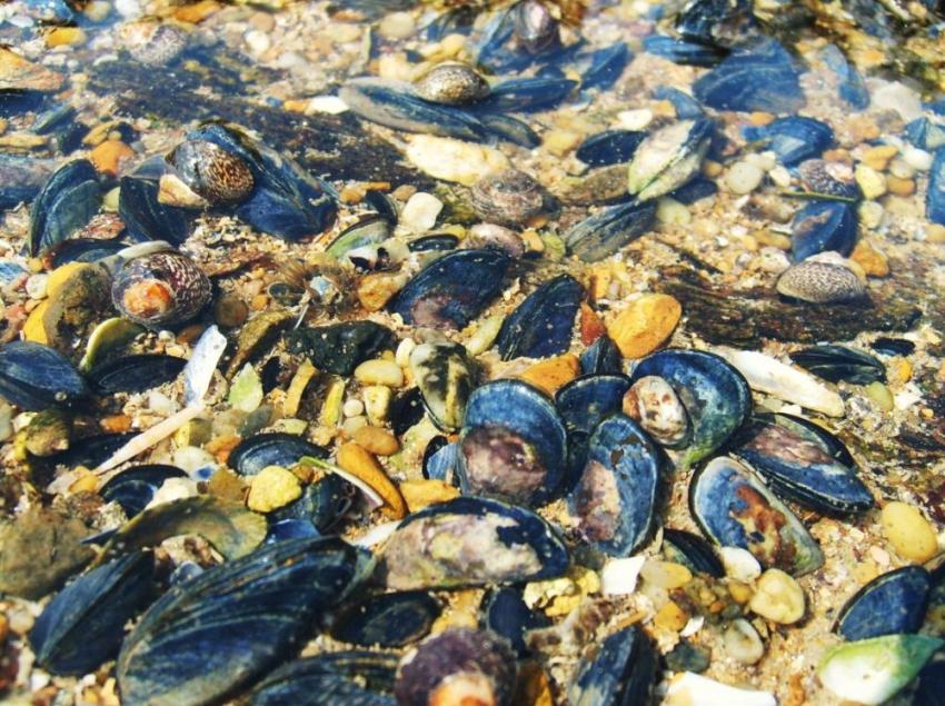 pêche à pied