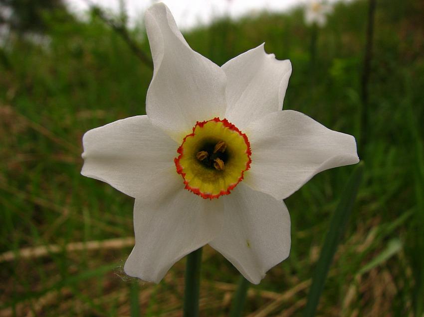 Narcisse 2010
