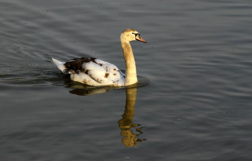 Petit cygne dj bien grand