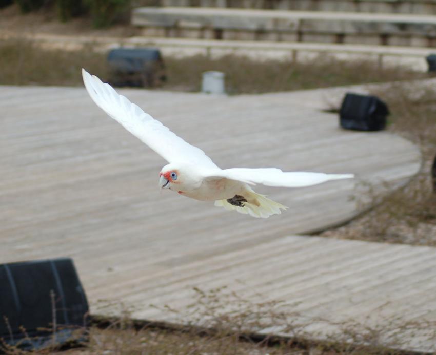 spectacle des oiseaux en vol de villars les dombes