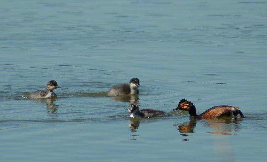 grebe a cou noir