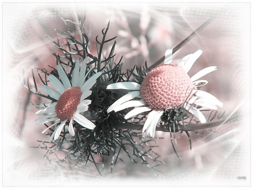 Fleurs 9710 2
