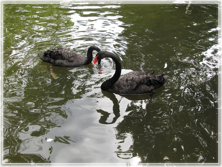 Cygne 12710 3