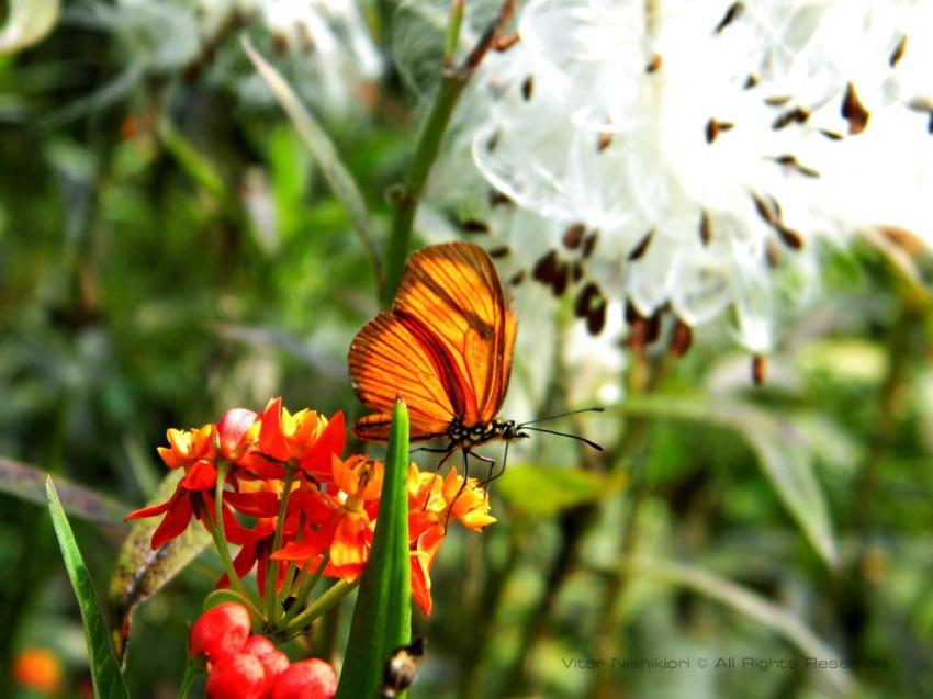 Papillon