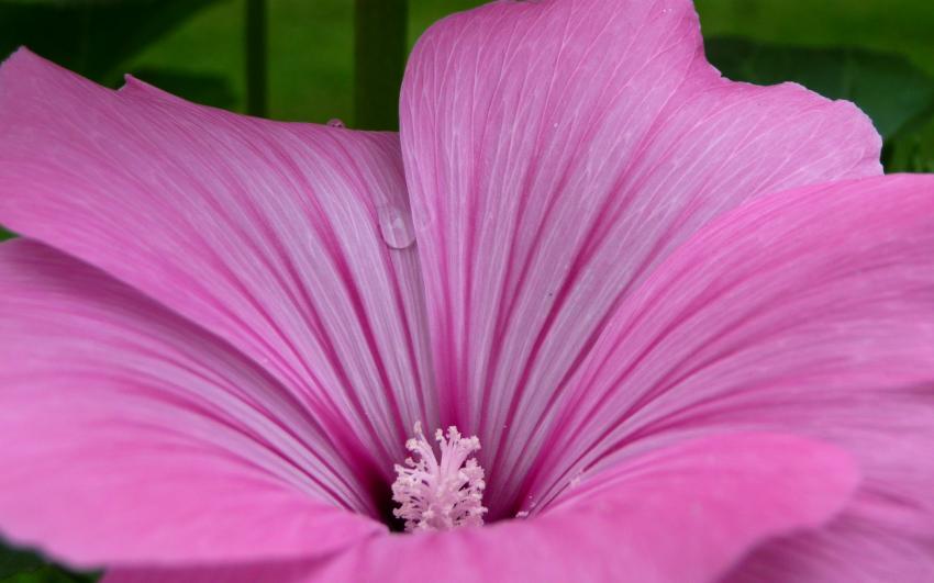 Fleur