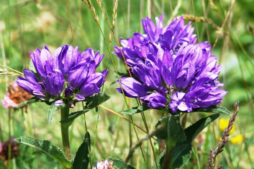 Fleurs de montagne