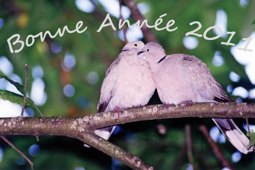Bonne anne  tous