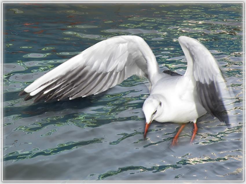 Mouette 3210 2