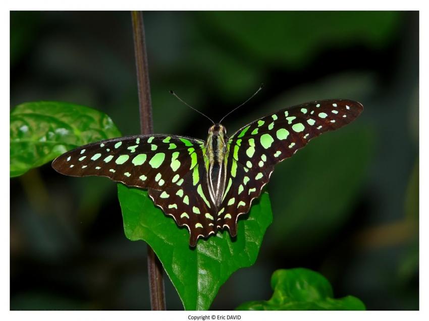 Papillon exotique