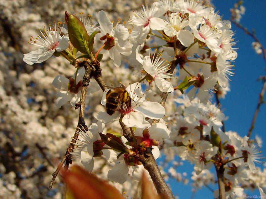 Fond d'cran Nature 