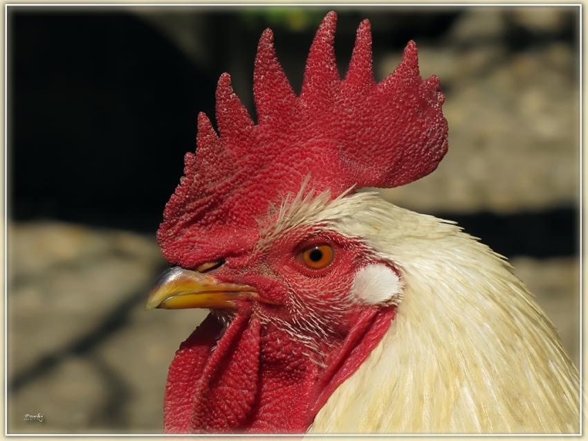 Poule 29310