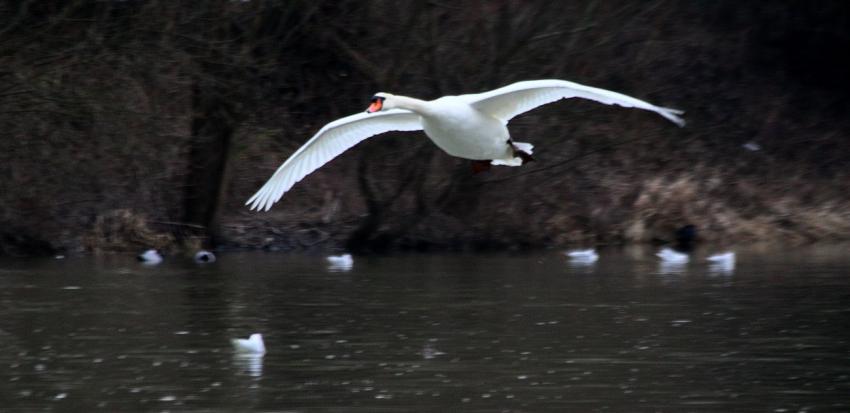 Le vol du cygne (2)