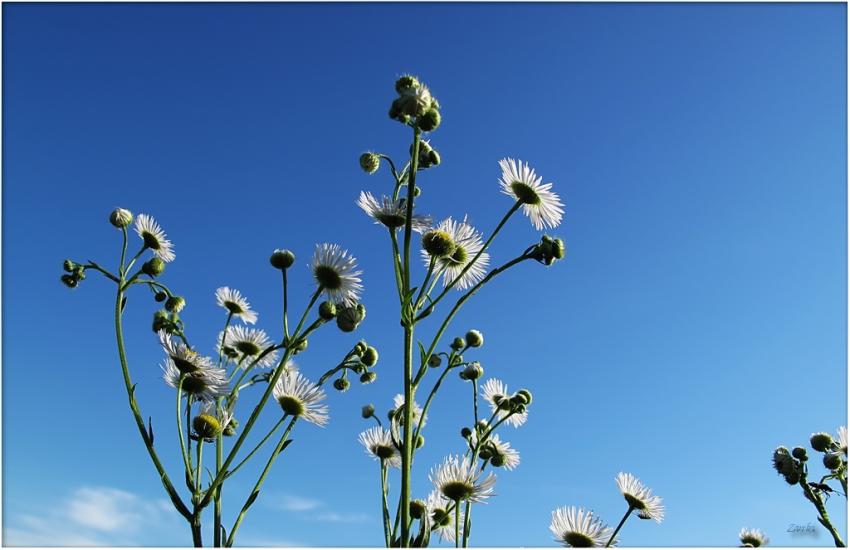 Camomile 2009