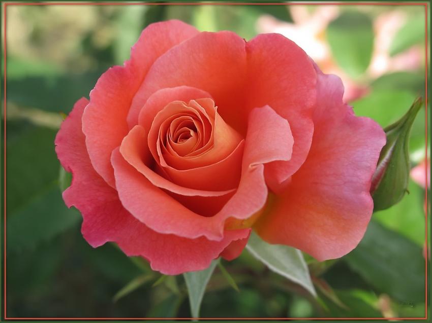 Rose 2009