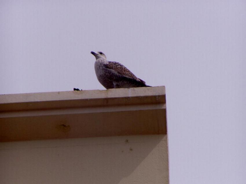 oiseaux