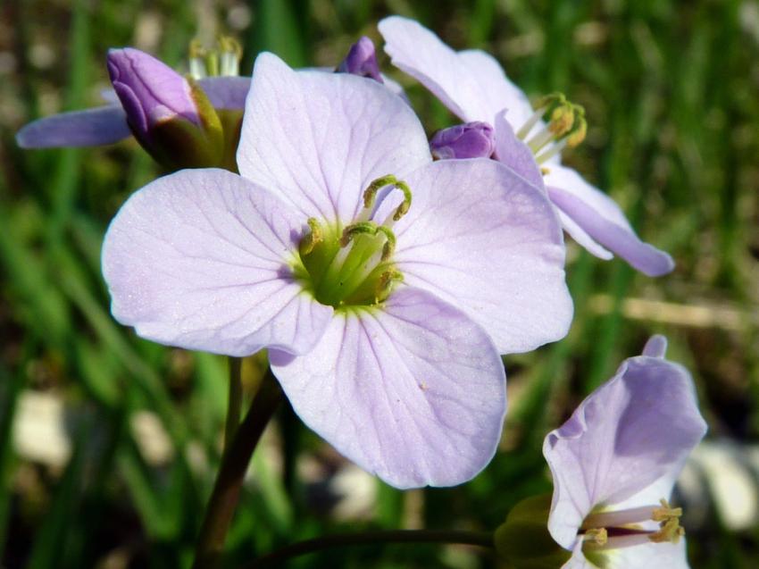 Petite violette 2