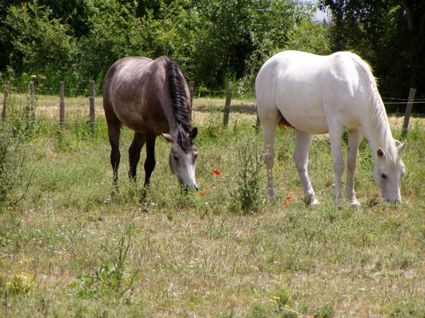 chevaux