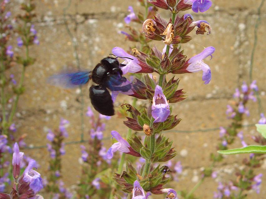 Abeille charpentire