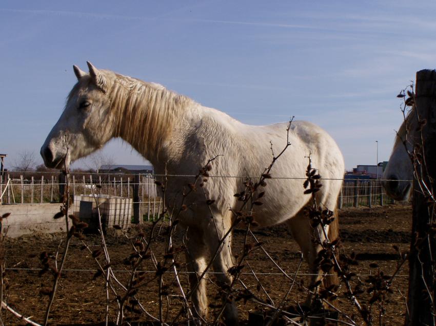 cheval