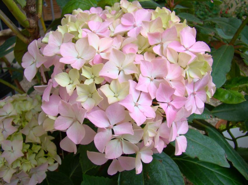 bel hortensia