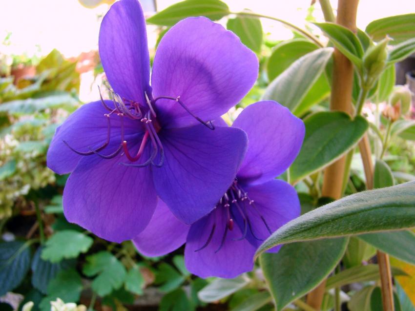 fleeur de begonia geant et de tibouchina