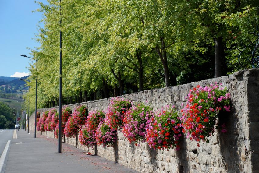 Mur du jardin d Allard