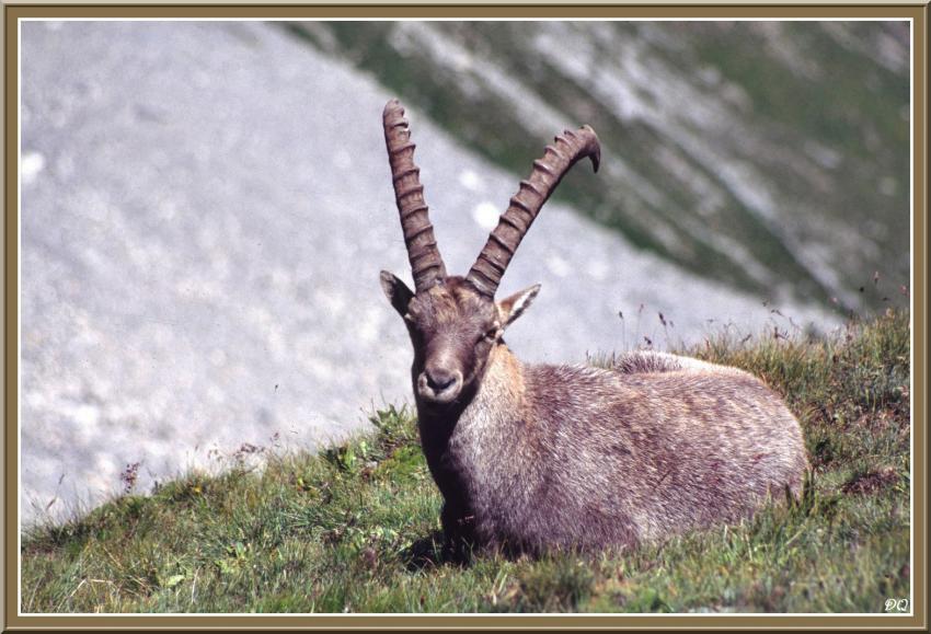 Bouquetin dans la Vanoise.