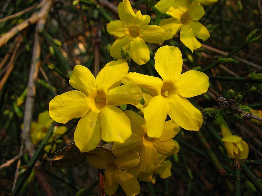 Jasmin d'hiver .