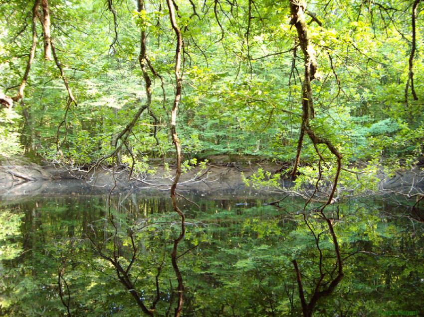 Fond d'cran Nature