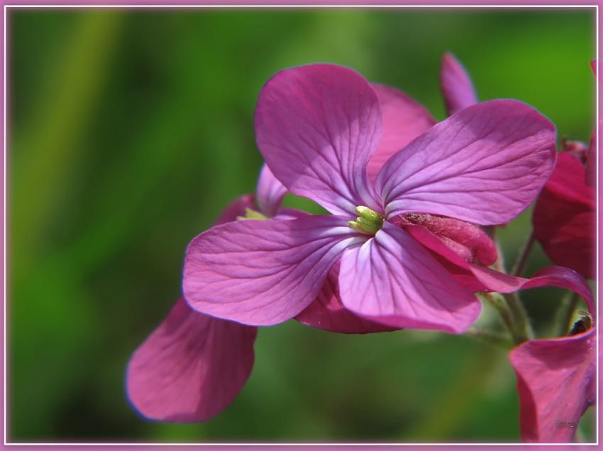 Fleur 16410